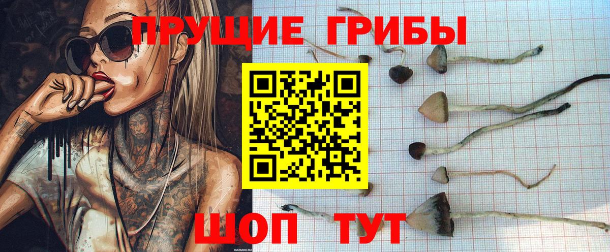 Псилоцибиновые грибы GOLDEN TEACHER  Вход с VPN  Егорьевск  Псилоцибиновые грибы GOLDEN TEACHER 